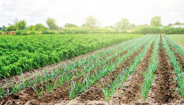 Boerderij Plantage Van Prei Paprika Peper Landbouw Landbouw Het Platteland — Stockfoto