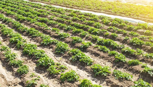 Boerderij Landbouwgebied Van Aanplant Van Jonge Riviera Verscheidenheid Aardappel Struiken — Stockfoto