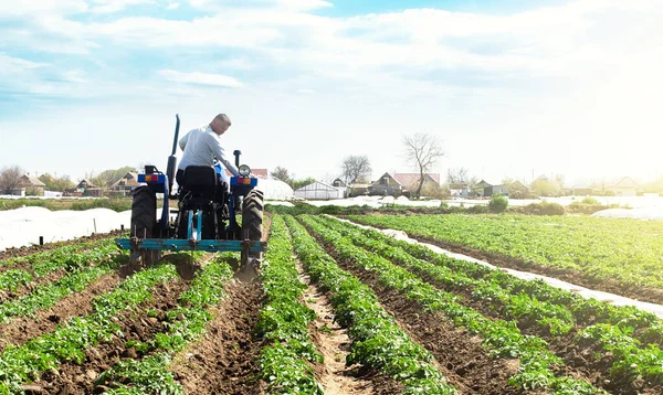 Agricoltore Trattore Coltiva Terreno Sulla Piantagione Una Patata Giovane Della — Foto Stock