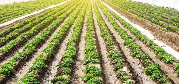 Landscape of plantation field of young potato bushes after watering. Farm for growing vegetables. Agroindustry, cultivation. Fresh green greens. Plantation on fertile Ukrainian black soil.