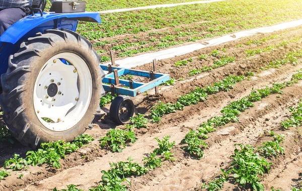 Tracteur Laboure Desserrer Terre Une Plantation Une Jeune Variété Pomme — Photo