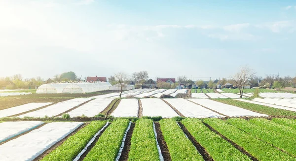 農業繊維で覆われた農地のプランテーションの風景 農業と農業 ヨーロッパの有機農業製品 ジャガイモ野菜を栽培する農業産業 美しい田園地帯 — ストック写真