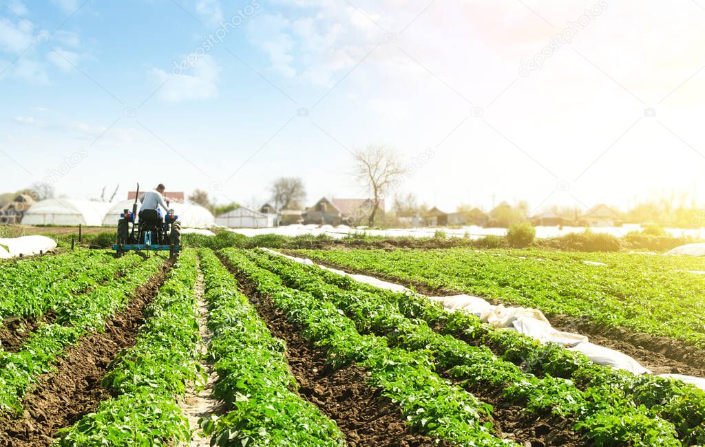 A farmer on a tractor cultivates the soil on the plantation of a young potato of the Riviera variety Type. Agricultural farm field. Loosening the soil to improve air access to the roots of plants.