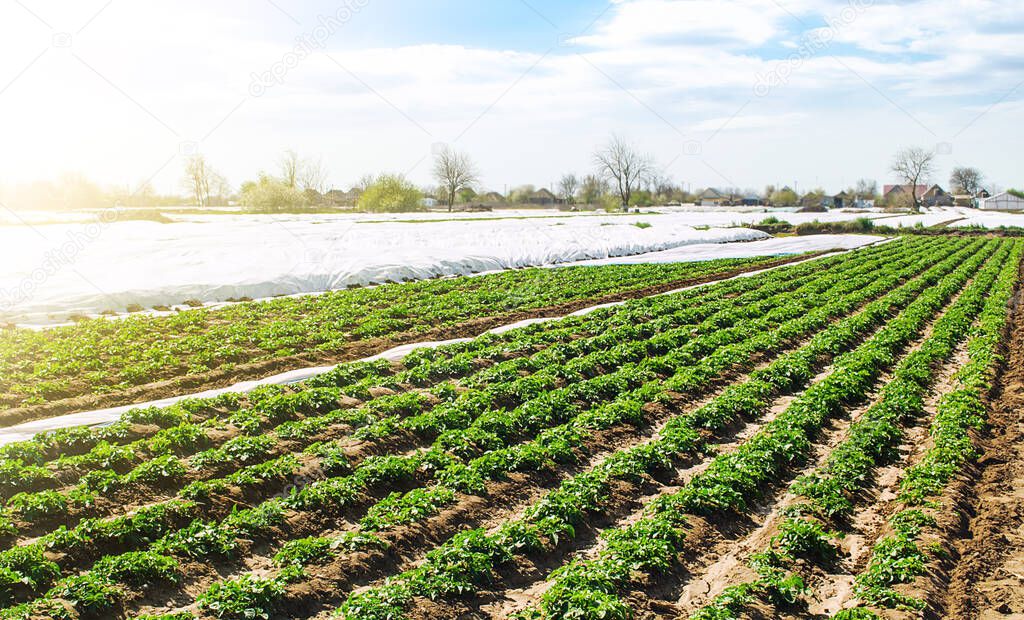 Farm agricultural field of plantation of young Riviera variety potato bushes. Agroindustry and agribusiness. Agriculture, growing food vegetables. Cultivation and care, harvesting in late spring.