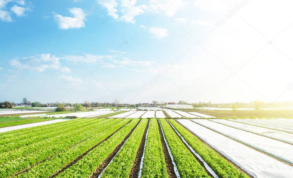 Farm potato plantation fields on a sunny day. Agriculture agribusiness. Use spunbond agrofibre technology to protect crop from cold weather. Growing vegetables food. Agricultural sector of the economy