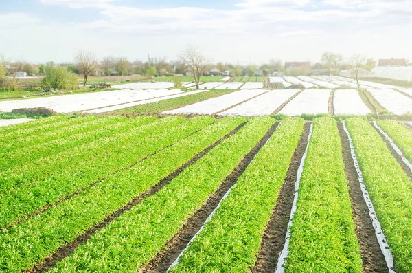 Granja Campos Plantación Patatas Día Soleado Cultivando Alimentos Vegetales Agronegocio — Foto de Stock
