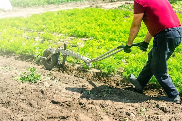 农民种植一个胡萝卜种植园 耕作土壤 除草除草 疏松的泥土可以改善植物根部的水和空气 作物护理 农业加工业 — 图库照片
