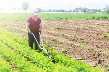 Farmer cultivates a carrot plantation. Cultivating soil. Loosening earth to improve access water and air to roots of plants. Removing weeds and grass. Crop care. Farming agricultural industry clipart