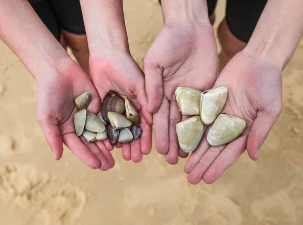 Kinder mit Pippies, die sie am Strand gesammelt haben — Stockfoto