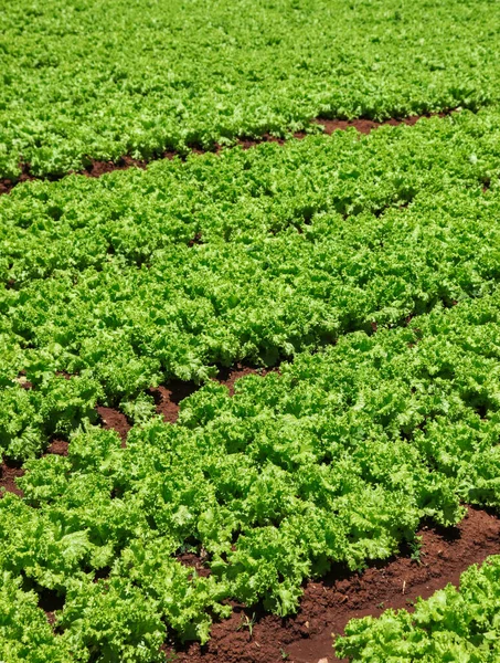 Egy Vietnami Piacgazdaság Zöld Salátával Dalat Egy Produktív Mezőgazdasági Terület — Stock Fotó