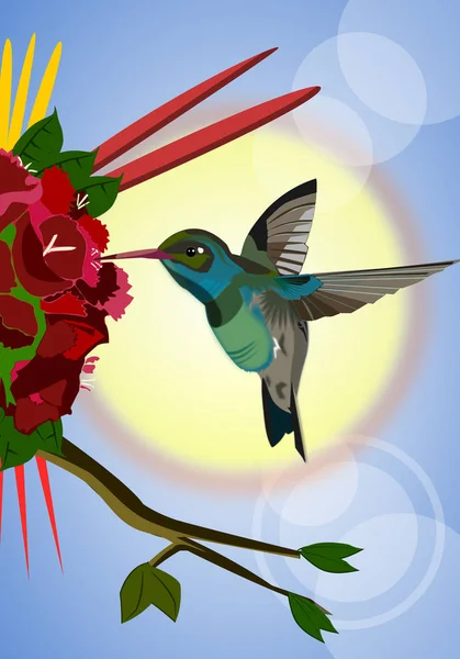 Hummingbird Tar Nektar Från Blommor — Stock vektor