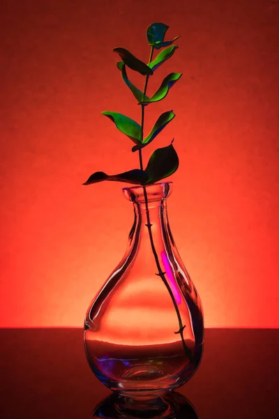 The plant in the bottle