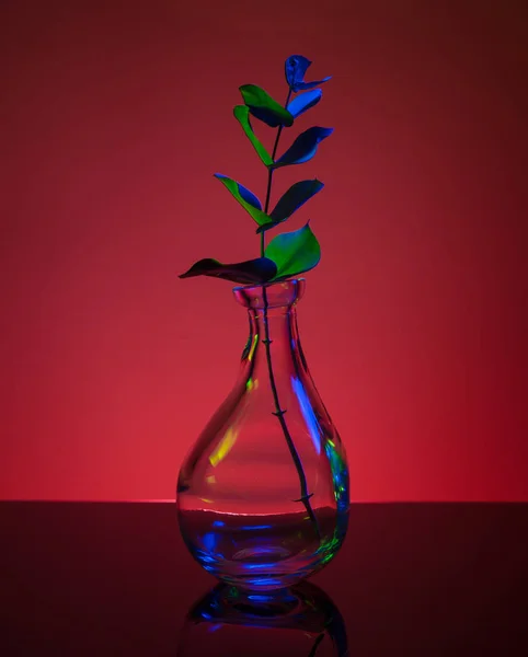 he plant in the bottle