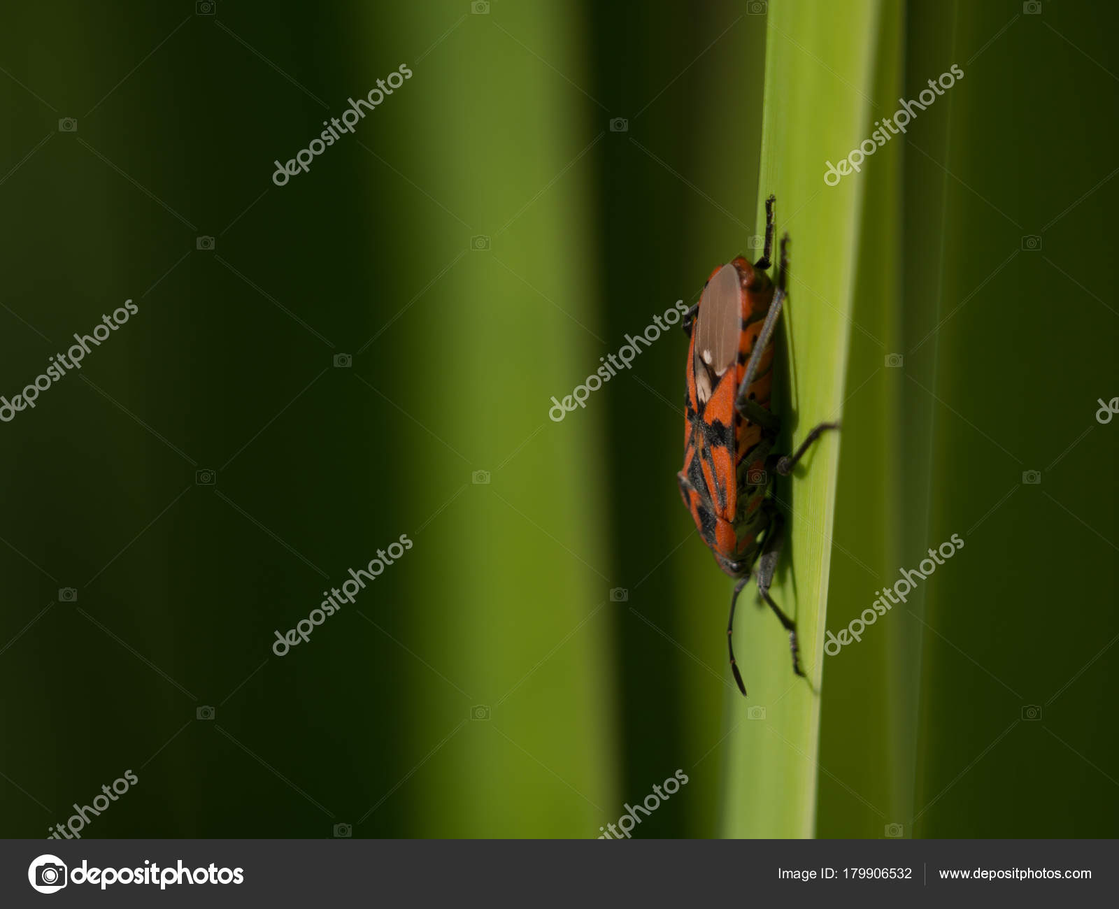 Photos Insects And Bugs Tiny Insects And Bugs In The Garden