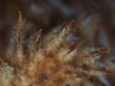 Küçük böcekler ve bahçedeki böcekler.