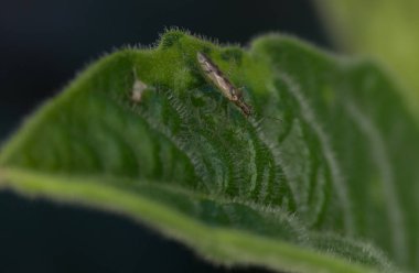 Küçük böcekler ve bahçedeki böcekler.