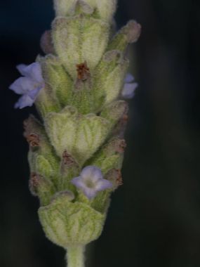 Küçük böcekler ve bahçedeki böcekler.
