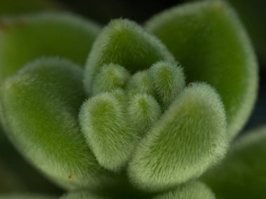 Küçük böcekler ve bahçedeki böcekler.