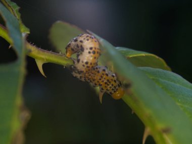 Caterpillar yakın fotoğraf kadar