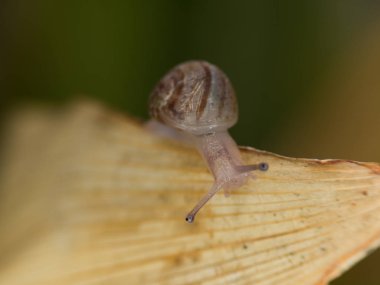 salyangoz yakın çekim