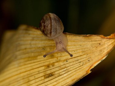 salyangoz yakın çekim
