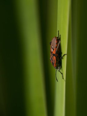 Küçük böcekler ve bahçedeki böcekler.