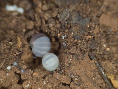 Küçük böcekler ve bahçedeki böcekler.