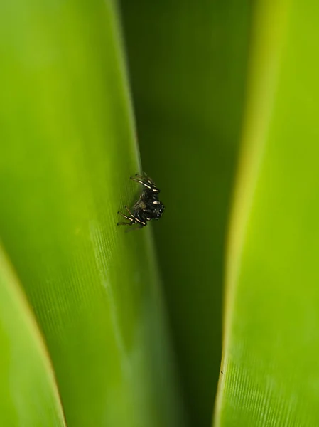 Petite araignée dans le jardin — Photo