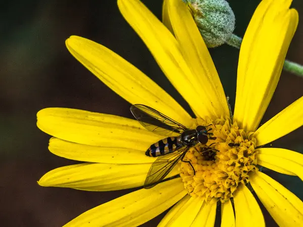 Acercamiento avispa en el jardín . — Foto de Stock