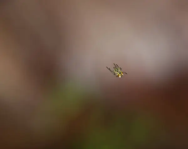 花园里的小蜘蛛 — 图库照片