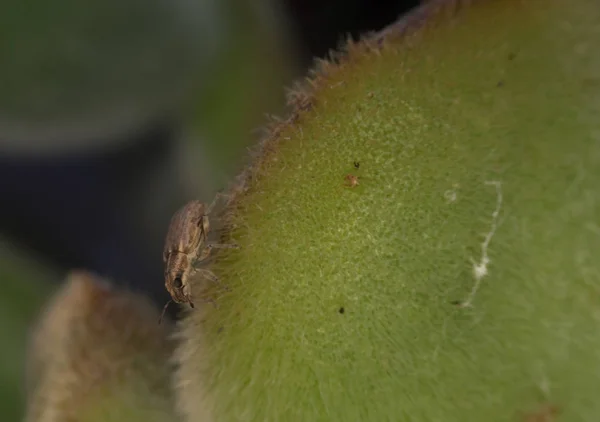 Pequeños insectos y bichos en el jardín . — Foto de Stock