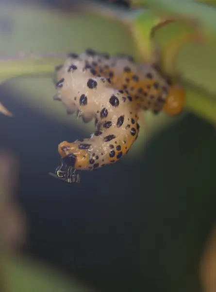 Caterpillar cerca de la fotografía — Foto de Stock