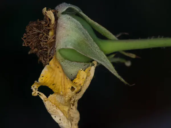 Planta Fotografía de cerca — Foto de Stock