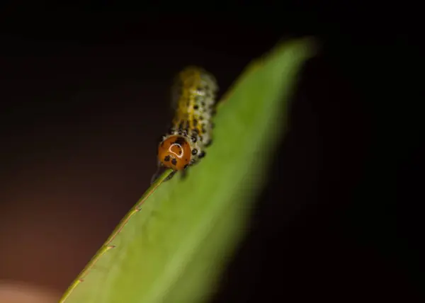 Caterpillar ปิดการถ่ายภาพ — ภาพถ่ายสต็อก