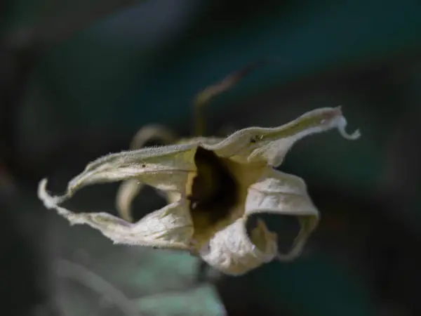 Planta Fotografía de cerca — Foto de Stock