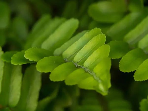 植物の写真を閉じる — ストック写真