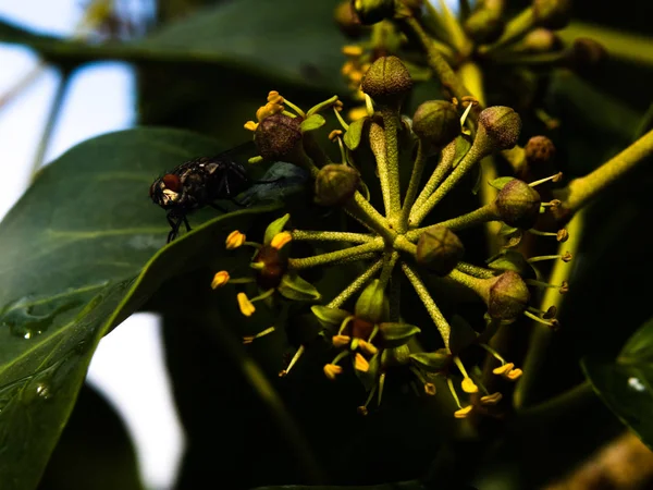 Mosca macro fotografía — Foto de Stock