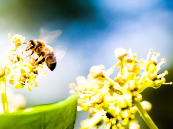 Včela v práci — Stock fotografie