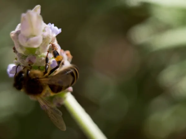 Biene bei der Arbeit — Stockfoto