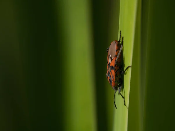 Kleine insecten en insecten in de tuin. — Stockfoto