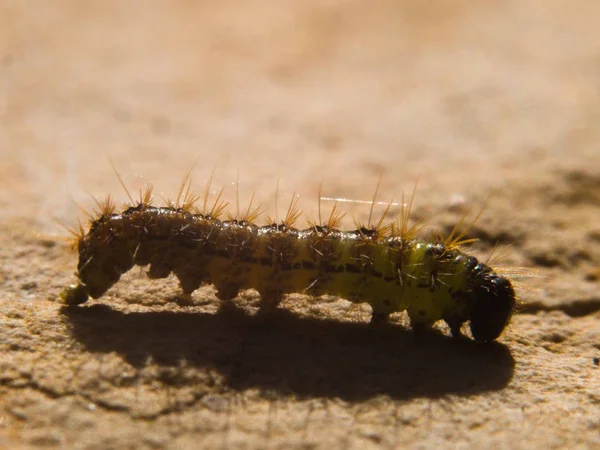 Caterpillar cerca de la fotografía — Foto de Stock