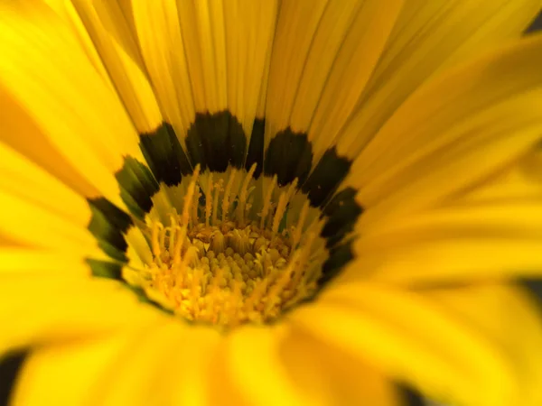 Plant close up — Stock Photo, Image