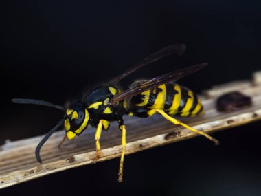 Wasp makro fotoğrafçılık