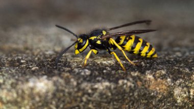 Wasp makro fotoğrafçılık