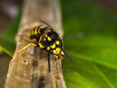 Wasp makro fotoğrafçılık