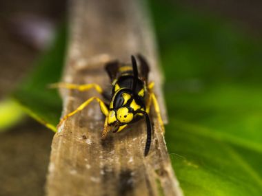 Wasp makro fotoğrafçılık