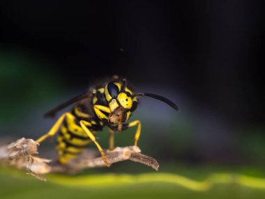 Wasp makro fotoğrafçılık