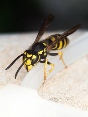 Wasp makro fotoğrafçılık