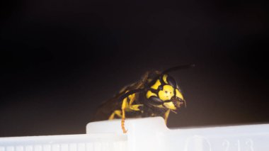 Wasp makro fotoğrafçılık