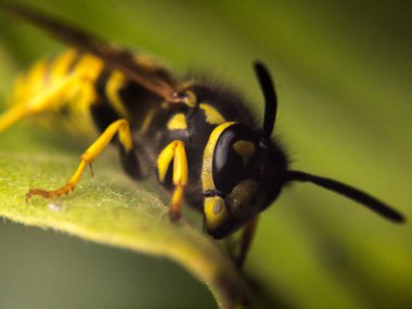 Wasp makro fotoğrafçılık
